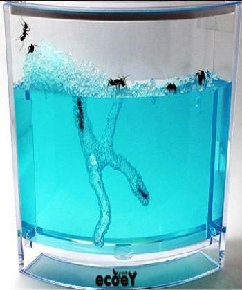 Мравкоаквариум